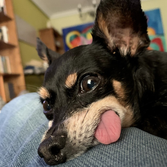 Taco